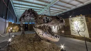 El Tiranosaurio Rex es uno de los ejemplares más espectaculares de la muestra.