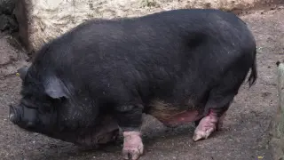 Cerdo vietnamita