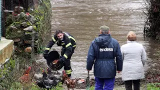 Un bombero rescata unas gallinas en Pontevedra ante el paso de 'Elsa' por Galicia.