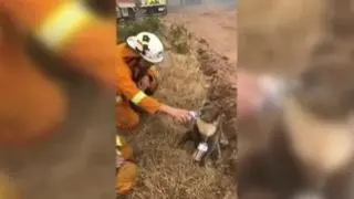 El momento en el que un bombero le ofrece agua a un koala se hace viral