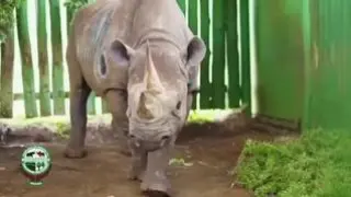 El rinoceronte más viejo del mundo ha fallecido este pasado 27 de diciembre a los 57 años de edad. Su nombre era Fausta, una hembra que ha pasado la mayor parte de su vida en estado salvaje. El rinoceronte negro, considerado el más anciano del mundo, murió en Tanzania por causas naturales, según han informado los responsables de la Zona de conservación de Ngorongoro donde vivía el animal.