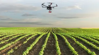 Un dron sobrevuela un cultivo en plena inspección