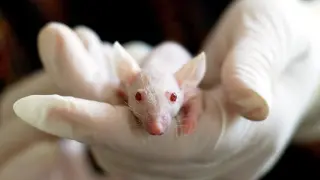 Los investigadores del CNIO han aportado evidencias en ratones y lineas celulares humanas y quieren empezar los ensayos en humanos.