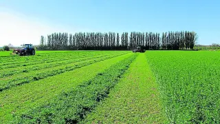 Recolección de alfalfa, una producción que ha ido conquistando los mercados más exigentes.