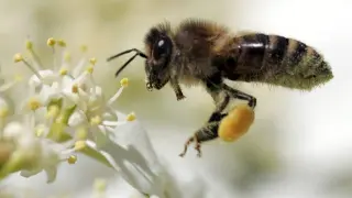 Una abeja recolecta polen.