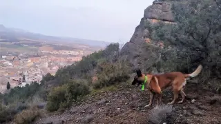 El perro de la Unidad Canina de los bomberos de Ribagorza rastrea los alrededores de la Virgen de la Peña