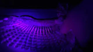 Muestra de las manchas fluorescentes del chotacabras cuellirrojo.