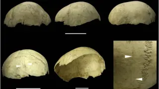 Cráneos copa procedentes de la Cueva del Mirador en Atapuerca.