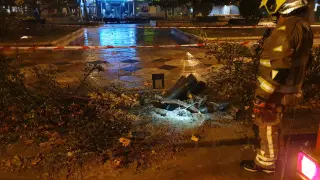 Un árbol cae en el paseo de la Constitución de Zaragoza por las lluvias