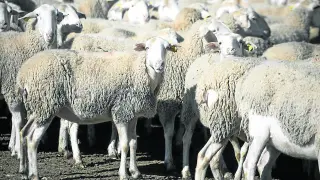 La ganadería extensiva de ovino es un sector con importante presencia en la Comunidad aragonesa.