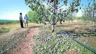 La explotación de frutales dañada el año pasado por el granizo en la Comarca de Calatayud.