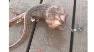 Este es el extraño animal que ha sido pescado en la costa de Nueva York
