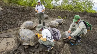 Fotrografía cedida por el Parque Nacional de las Galápagos con algunos miembros de la expedición y las tortugas gitantes