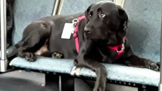 Eclipse es la perra que viaja a diario en el autobús urbano.