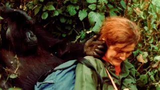 La primatóloga Dian Fossey estudió a los gorilas en Ruanda.