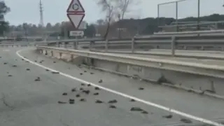 Aparece una bandada de pájaros muertos en la carretera entre Salou y Tarragona.
