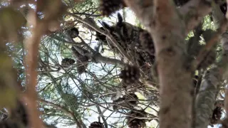 Un ejemplar de búho chico camuflado entre las ramas de un pino en el cerro San Jorge.