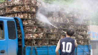 Un hombre rocía con desinfectante unos pollos que son llevados a un mercado de Pekín en 2006.