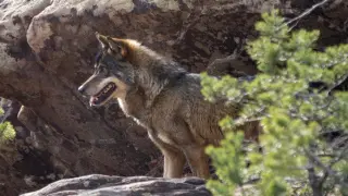 Lobo en el nuevo parque faunistico en Tramacastilla en la sierra de Albarracin. foto Antonio Garcia/Bykofoto. 28/02/20 [[[FOTOGRAFOS]]]