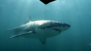 Un gran tiburón blanco pasa junto a una jaula de observación.