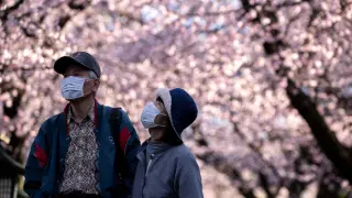 A couple wearing face masks, following an outbreak of coronavirus, enjoys watching cherry blossom in Saitama Prefecture