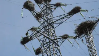 Nidos de cigüeñas en una torre eléctrica.