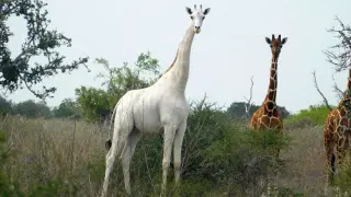 Imagen de archivo de la jirafa blanca