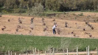 Un agricultor revisa el estado de su viñedo.