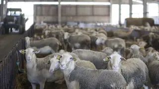 Los ganaderos ovinos de Tauste se han puesto de acuerdo para una donación solidaria