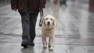 Un perro guía acompaña a una persona ciega en Zaragoza.