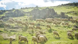 ovejas extremadura