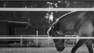 "Pasión por ti" es un vídeo que la Federación Hípica Aragonesa ha difundido para elogiar al caballo