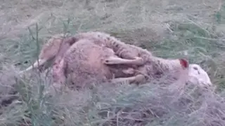 Una de las 21 ovejas muertas en su supuesto ataque del lobo en Tardienta este jueves.