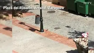 Las ratas campan a sus anchas en la calle del Rosario, en el barrio del Arrabal de Zaragoza.
