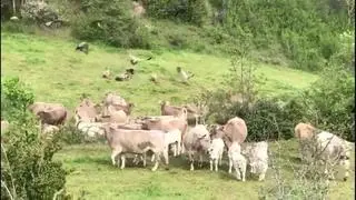 El valle de Benasque, en Huesca, se ha convertido este miércoles en el escenario de una curiosa batalla, protagonizada por vacas y buitres