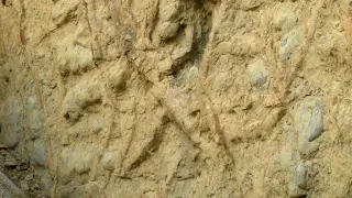 Imagen del yacimiento de fósiles de Bueña.