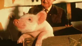 Fotograma de la película de 1995 'Babe, el cerdito valiente'.