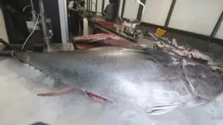 Este ejemplar de atún ha sido pescado en Barbate (Cádiz), siguiendo la técnica de la almadraba.