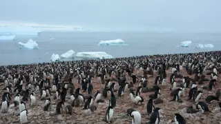 Los pingüinos rey producen ingentes cantidades de gas de la risa