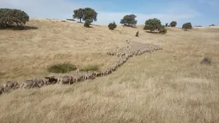 ovejas mas