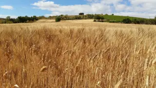 Un campo de cereal