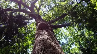 El árbol al que escaló medía siete metros
