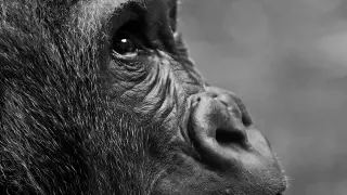 Foto de archivo de un gorila