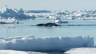 Narvales nadando entre el hielo en aguas del Ártico.