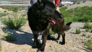 Uno de los perros que se encuentran en el Centro Municipal de Protección Animal de Zaragoza y que pueden ser adoptados.