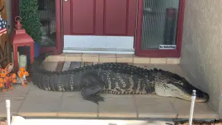 El cocodrilo que se encontró la familia en su puerta.