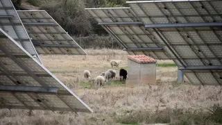 Un grupo de ovejas junto al parque de placas solares a la entrada de San Martín del Río, pueblo de la Comarca del Jiloca.