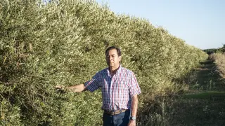 Lorenzo Urroz en su finca, donde cuenta con olivos de la variedad arbequina.