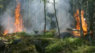 Un incendio forestal.