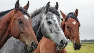Los caballos podrían ser la clave para un tratamiento según este anuncio.